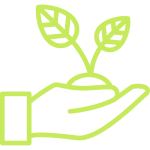 إنتاج وزراعة أشجار المانجروف